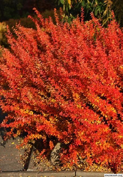 Барбарис Тунберга Orange dream - фото в саду - красовский-сад.рф