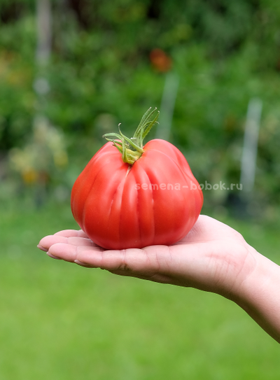 Томат Тюрбан Магриба, 10 шт