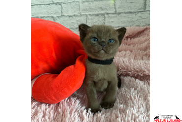 Бурманский котенок ДаВинчи