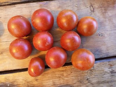 Томат Гном Бандаберг Рамболл (Dwarf Bundaberg Rumball)