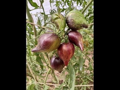 Томат Огненная комета Софии