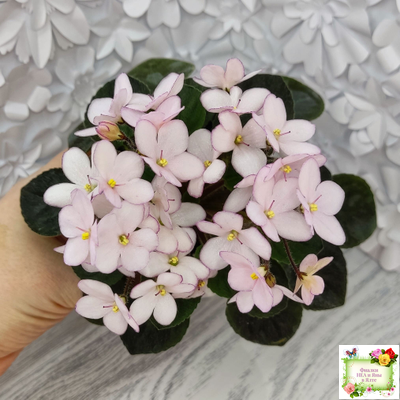 Н-Дюймовочка (Н. Бердникова)