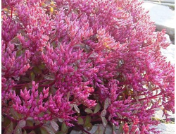 Очиток ложный Voodoo, p9