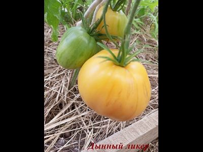 Томат Дынный ликер