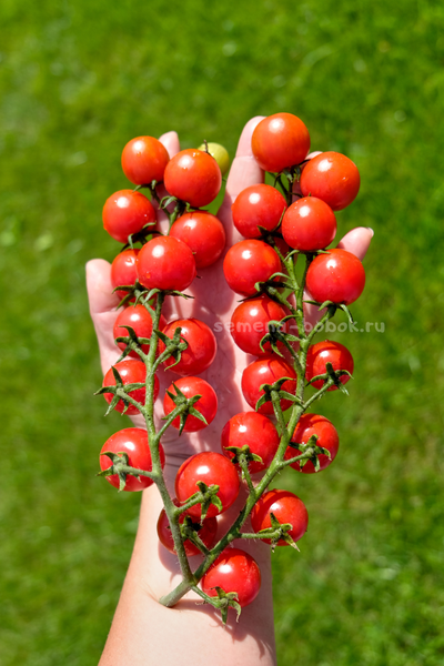 Томат-черри  Красная Вишня, 10 шт