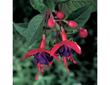 Фуксия Fuchsia trailing Dollarprinces