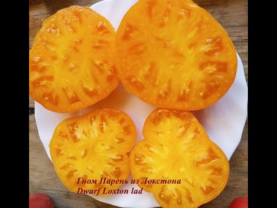 Томат Гном Парень из Локстона (Dwarf Loxton Lad)