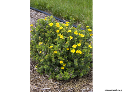 Лапчатка кустарниковая Кэтрин Дьюкс