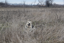 Макаренко А А "Свобода"