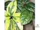 Clerodendron Thomsoniae Variegata / Клеродендрум Томсона вариегатный