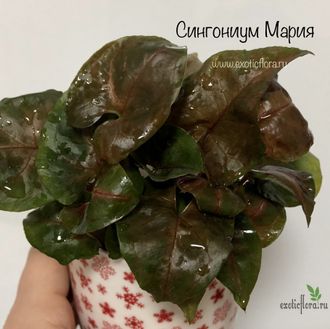 Сингониум Мария / Singonium Maria