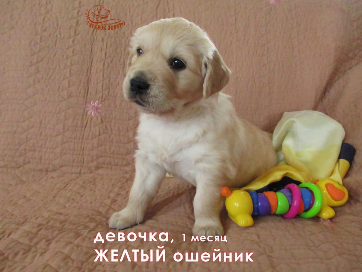 РЗ Пальмира Северная, девочка желтый ошейничек, 1 мес