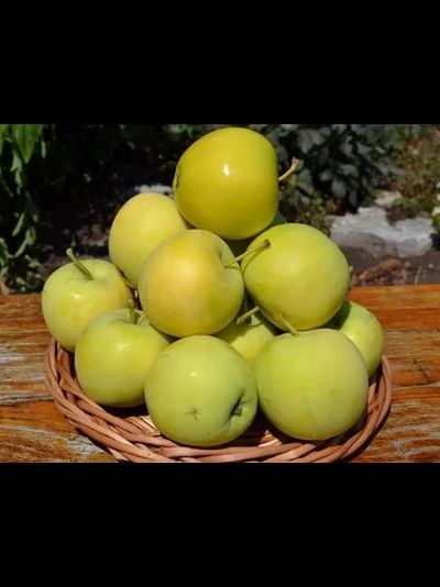 Папировка янтарная (Папироянтарное) (яблоня)