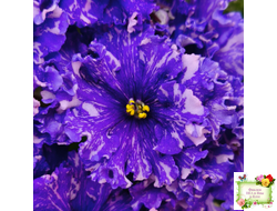 ВаТ-Ливень (Т.Валькова) 2018 г.