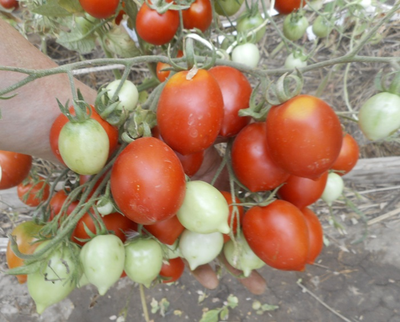 Томат Гибрид №2 Тарасенко