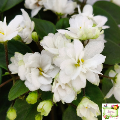 ЛЕ-Жемчужинка (Е. Лебецкая) 2018 г. трейлер