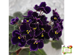 Mac's Black Pearl (G.McDonald) (лист посажен 01.11.25)