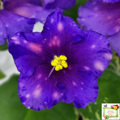 Nik-Сокровище Каравана (Н. Булко) 2022 г. (сортовой стартер)