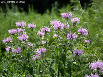 Монарда дудчатая (Monarda fistulosa) (5 мл) - 100% натуральное эфирное масло