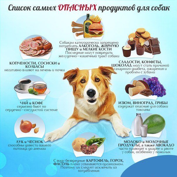 Конфеты для собак