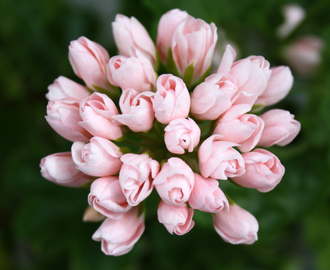 Emma fran Bengtsbo - пеларгония тюльпановидная - описание сорта, фото - купить черенки почтой