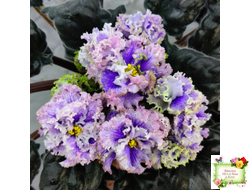 БР-Зимняя Метель (С. и Н. Буркацкие) 2021 г.