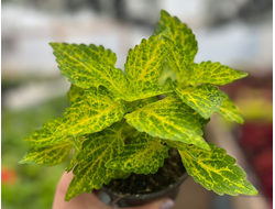 Колеус Electric Lime в горшке 0,7л