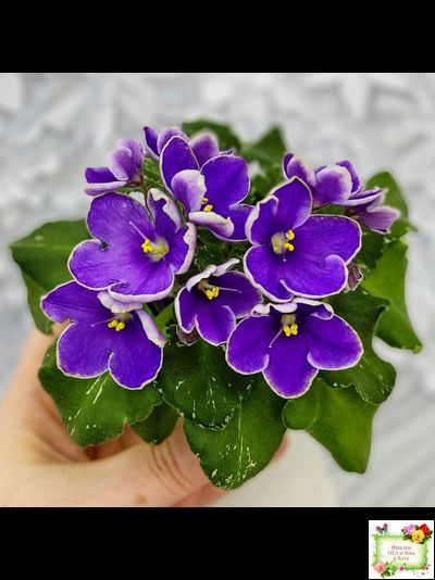 АВ-Контрольный Выстрел (Фиалковод) 2020 г. (пестролистный гёрл)