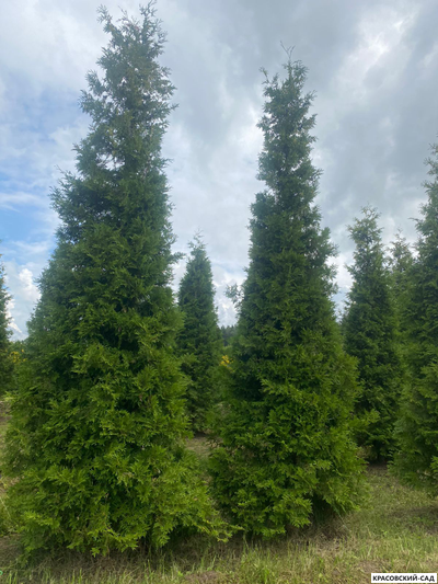 Туя Брабант 5 метров