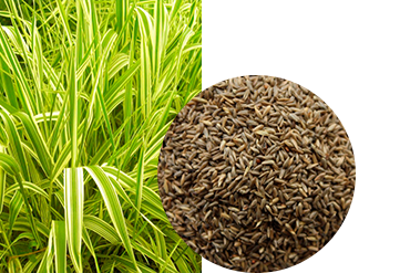 Двукисточник тростниковый