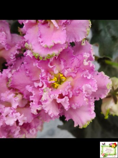 РМ-Саломея (Н. Скорнякова) 2019 г.