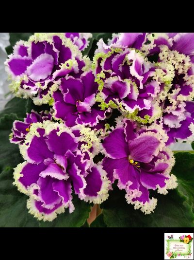 ЕК-Малахитовая Орхидея (Е. Коршунова) 2012 г.