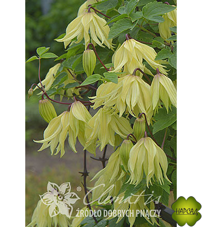 Клематис "Golden Surprise" (Голден Сюрпрайз) (саженец 2 года)