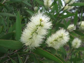 Найоли (Melaleuca viridiflora Gaertn) 10 мл  - 100% натуральное эфирное масло