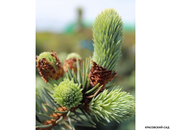 Ель колючая Ольденбург