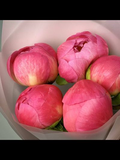 5 коралловых пионов