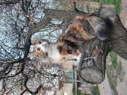 Катункина М А "Памяти Жужи (6)"