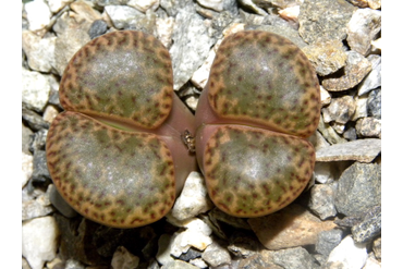 Lithops bromfieldii v.insularis 1
 