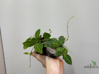 24/07/2025 Hoya Dischidia ovata