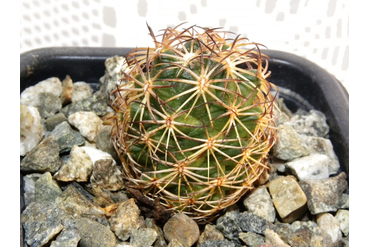 Coryphantha 1  