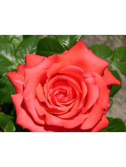 Маниту (Manitou) роза  С2,10-20(корнесобственная)