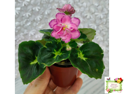 АВ-Фаберже (Фиалковод) 2022 г.