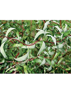 Ива Свердловская извилистая II