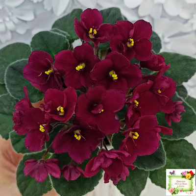 Jolly Mars (H.Pittman), #9718 (01/15/2007)