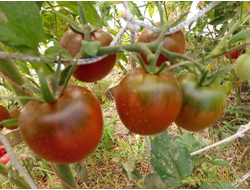 Томат Маленькое черное сердце