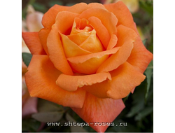 Луи де Фюнес