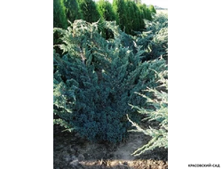 Можжевельник чешуйчатый Мейери Компакта купить с доставкой по Москве в питомнике красовский-сад.рф