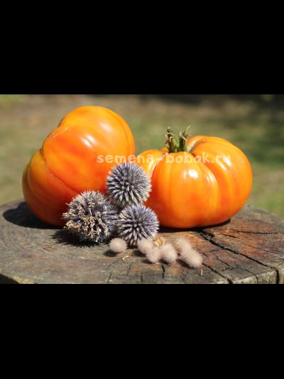 Томат Big Rainbow (Большой Рейнбов), 10 шт.