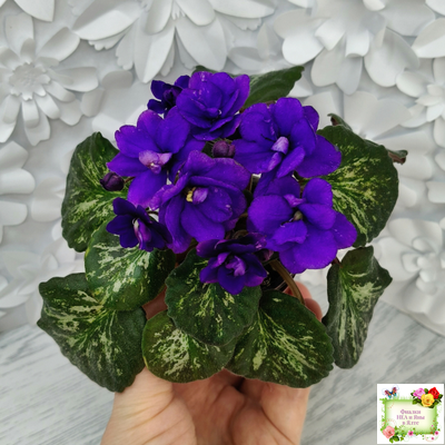 Sterling Trinket (E. Champion) (лист посажен 30.01.26)