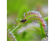 Семена Росянки Drosera MIX